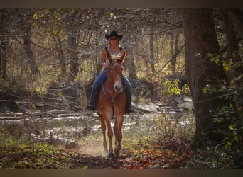 Missouri Foxtrotter, Hongre, 16 Ans, Alezan cuivré