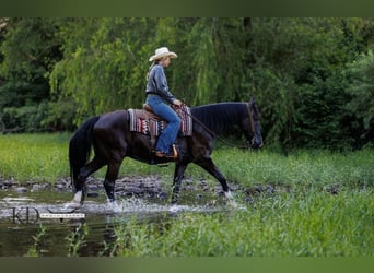 Missouri Foxtrotter, Hongre, 17 Ans, 160 cm, Noir