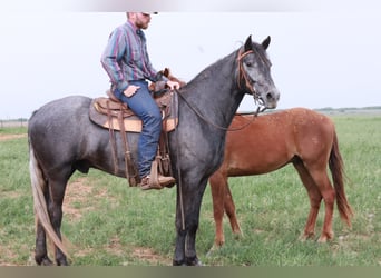 Missouri Foxtrotter, Hongre, 4 Ans, 163 cm, Rouan Bleu