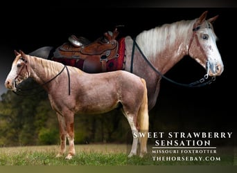 Missouri Foxtrotter, Hongre, 5 Ans, 152 cm, Sabino Missouri Foxtrotter, Hongre, 5 Ans, 152 cm, Sabino