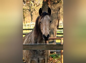 Missouri Foxtrotter, Hongre, 5 Ans, 153 cm, Isabelle