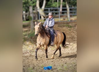 Missouri Foxtrotter, Hongre, 5 Ans, 153 cm, Isabelle