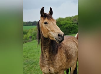 Missouri Foxtrotter, Hongre, 5 Ans, 153 cm, Isabelle