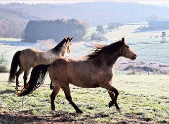 Missouri Foxtrotter, Hongre, 5 Ans, 153 cm, Isabelle
