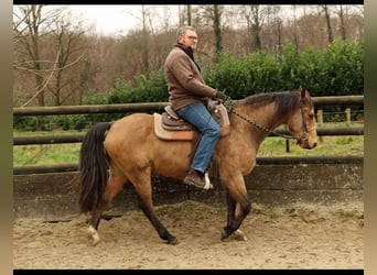 Missouri Foxtrotter, Hongre, 5 Ans, 153 cm, Isabelle