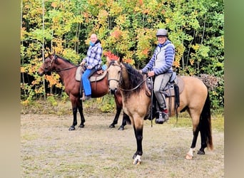 Missouri Foxtrotter, Hongre, 5 Ans, 153 cm, Isabelle