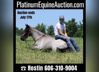 Missouri Foxtrotter, Hongre, 6 Ans, 147 cm, Rouan Bleu