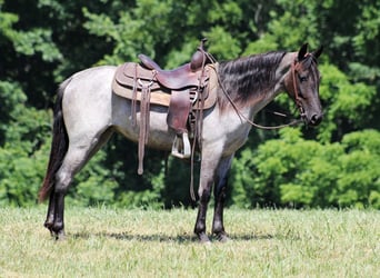 Missouri Foxtrotter, Hongre, 6 Ans, 147 cm, Rouan Bleu