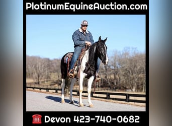 Missouri Foxtrotter, Hongre, 6 Ans, 147 cm, Tobiano-toutes couleurs