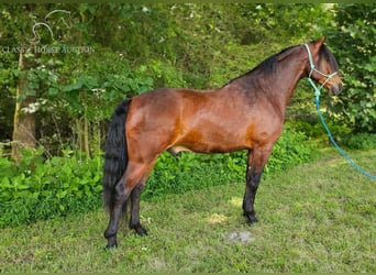 Missouri Foxtrotter, Hongre, 6 Ans, 152 cm, Bai cerise