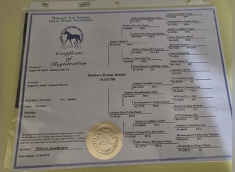 Missouri Foxtrotter, Hongre, 7 Ans, 152 cm, Palomino