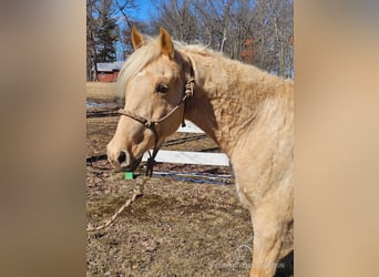 Missouri Foxtrotter, Hongre, 7 Ans, 152 cm, Palomino