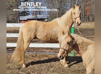 Missouri Foxtrotter, Hongre, 7 Ans, 152 cm, Palomino