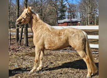 Missouri Foxtrotter, Hongre, 7 Ans, 152 cm, Palomino