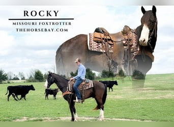 Missouri Foxtrotter, Hongre, 7 Ans, 155 cm, Noir