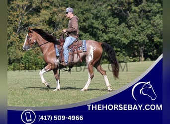 Missouri Foxtrotter, Hongre, 8 Ans, 152 cm, Sabino