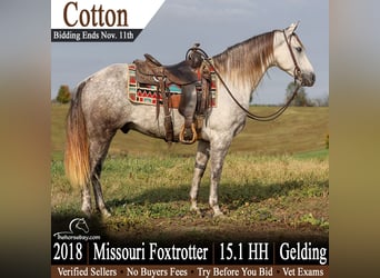 Missouri Foxtrotter, Hongre, 8 Ans, 155 cm, Gris pommelé
