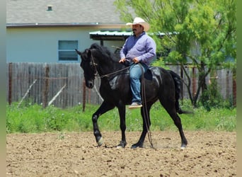 Missouri Foxtrotter, Hongre, 9 Ans, 150 cm, Noir