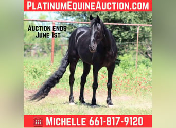 Missouri Foxtrotter, Hongre, 9 Ans, 150 cm, Noir