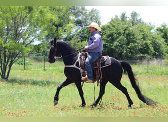 Missouri Foxtrotter, Hongre, 9 Ans, 150 cm, Noir