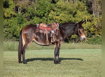 Missouri Foxtrotter, Jument, 11 Ans, 152 cm, Bai cerise