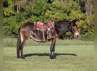 Missouri Foxtrotter, Jument, 12 Ans, 152 cm, Bai cerise