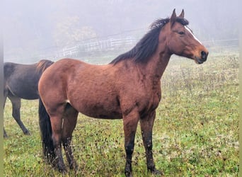 Missouri Foxtrotter, Jument, 12 Ans, 152 cm, Bai