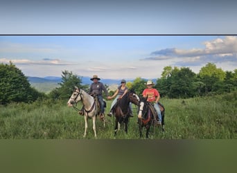 Missouri Foxtrotter, Jument, 13 Ans, 142 cm, Sabino