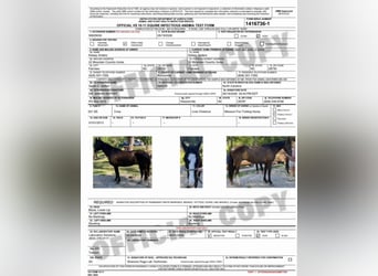 Missouri Foxtrotter, Jument, 13 Ans, 142 cm, Sabino