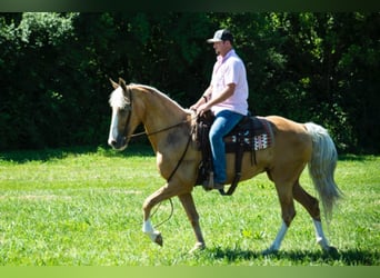 Missouri Foxtrotter, Jument, 14 Ans, 155 cm, Palomino