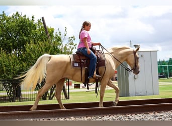 Missouri Foxtrotter, Jument, 14 Ans, Champagne
