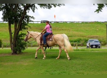 Missouri Foxtrotter, Jument, 14 Ans, Champagne