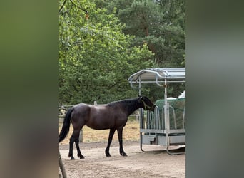 Missouri Foxtrotter, Jument, 16 Ans, 148 cm, Noir