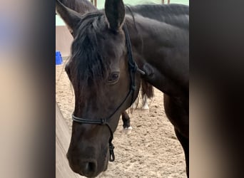 Missouri Foxtrotter, Jument, 16 Ans, 150 cm, Noir