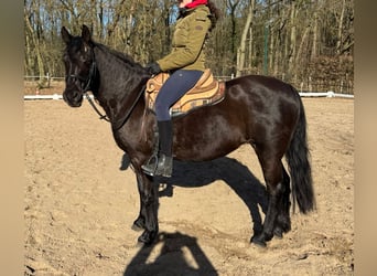 Missouri Foxtrotter, Jument, 17 Ans, 148 cm, Noir