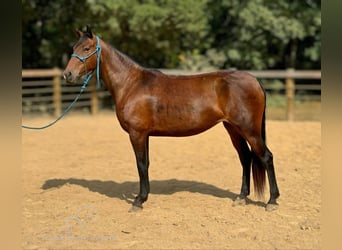 Missouri Foxtrotter, Jument, 4 Ans, 152 cm, Bai cerise