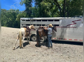 Missouri Foxtrotter, Jument, 5 Ans, 142 cm, Bai cerise