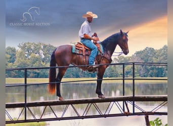 Missouri Foxtrotter, Jument, 5 Ans, 152 cm, Bai cerise