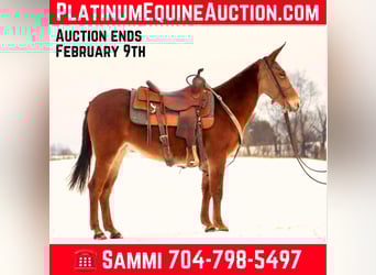 Missouri Foxtrotter, Jument, 8 Ans, 142 cm, Alezan brûlé