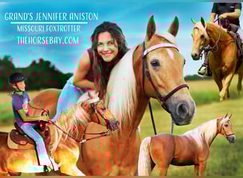 Missouri Foxtrotter, Mare, 10 years, 15 hh, Palomino