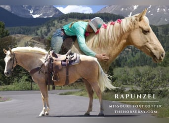 Missouri Foxtrotter, Mare, 11 years, 15 hh, Palomino