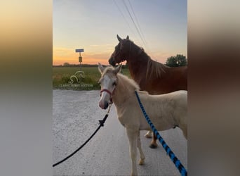 Missouri Foxtrotter, Mare, 11 years, 15 hh, Sorrel