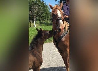 Missouri Foxtrotter, Mare, 11 years, 15 hh, Sorrel