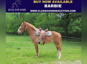 Missouri Foxtrotter, Mare, 11 years, 15 hh, Sorrel