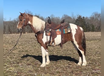 Missouri Foxtrotter, Mare, 11 years, Tobiano-all-colors
