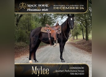 Missouri Foxtrotter, Mare, 12 years, 14 hh, Black