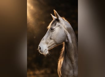 Missouri Foxtrotter, Mare, 13 years, 14.2 hh, Black