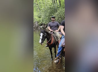 Missouri Foxtrotter, Mare, 13 years, 14 hh, Sabino