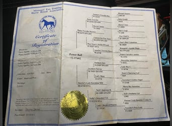 Missouri Foxtrotter, Mare, 14 years, 15 hh, Tobiano-all-colors