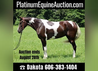 Missouri Foxtrotter, Mare, 14 years, 15 hh, Tobiano-all-colors